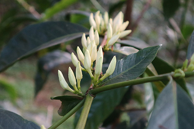 kanya-coffee-flower